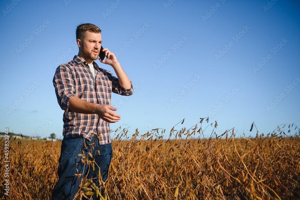 Soy field and ripe soy plants at sunrise. Soy agriculture Soy field and ripe soy plants at sunrise. Soy agriculture