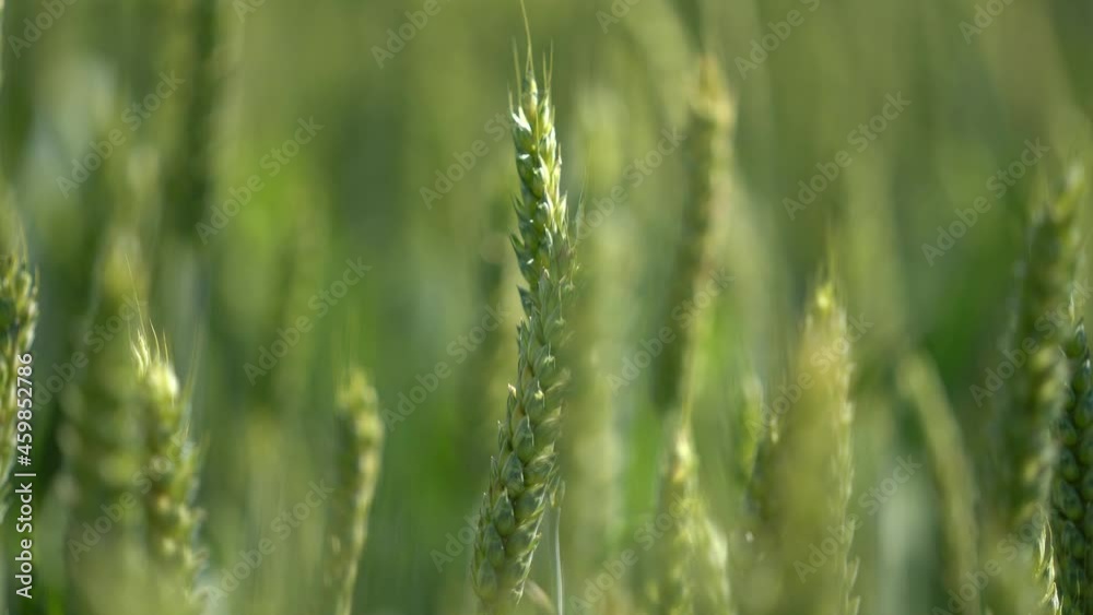 Agriculture. field of ripening wheat against the blue sky. Spikelets of wheat with grain shakes wind. grain harvest ripens in summer. agricultural business concept. environmentally friendly wheatfield Agriculture. field of ripening wheat against the blue sky. Spikelets of wheat with grain shakes wind. grain harvest ripens in summer. agricultural business concept. environmentally friendly wheatfield