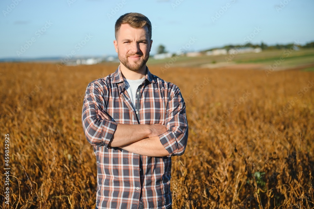 farmer standing in soybean field examining crop at sunset.