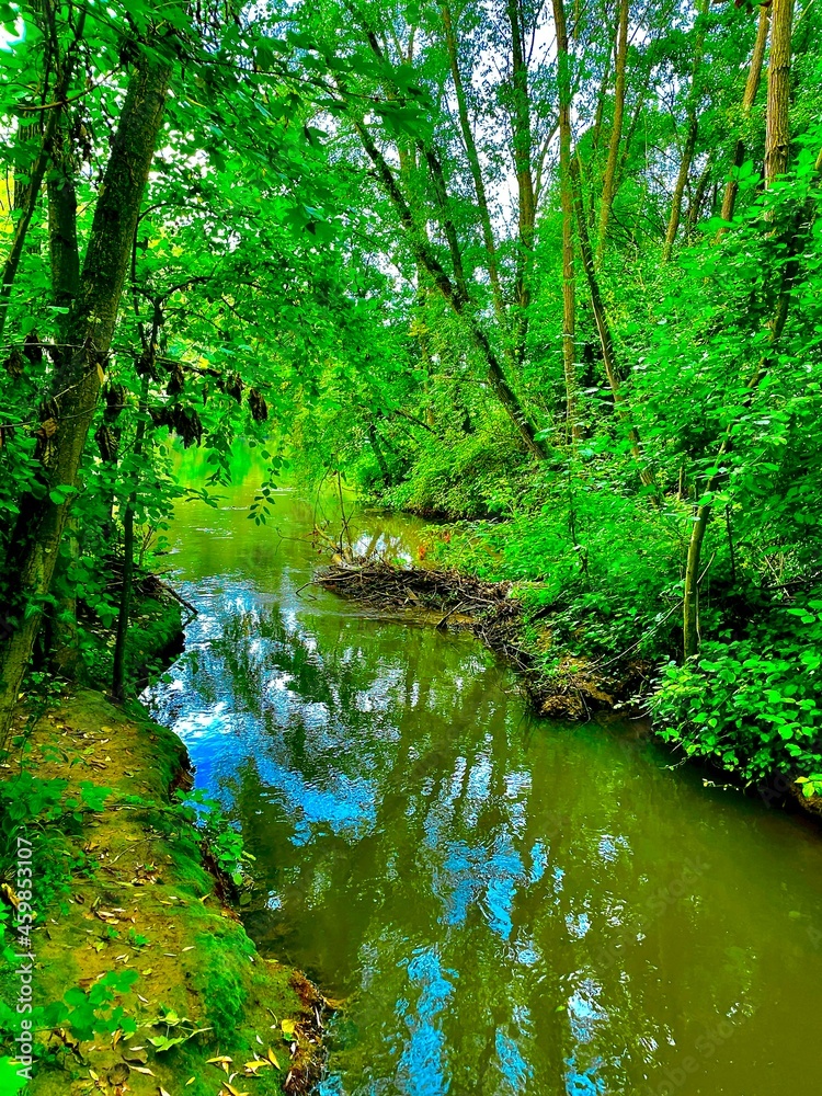 river in the forest river in the forest