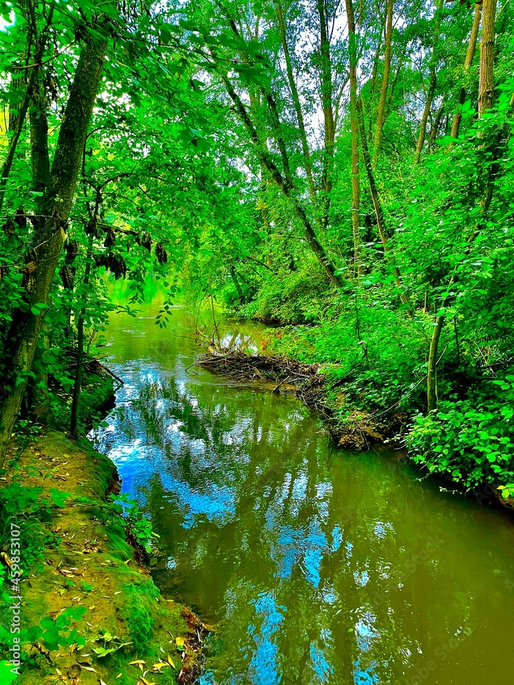 river in the forest