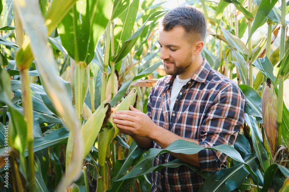 A man inspects a corn field and looks for pests. Successful farmer and agro business