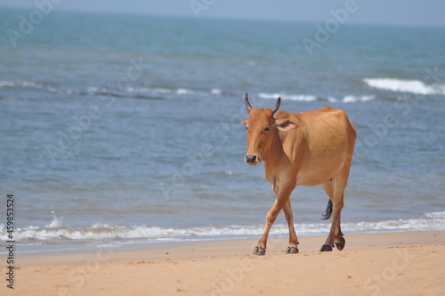 Indian Cattle (Bos Indicus), Walking on a Beach, Anjuna, Goa, India