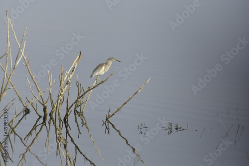 Indian Pond Heron (Ardeola Grayil), Bangalore, Karnataka, India
