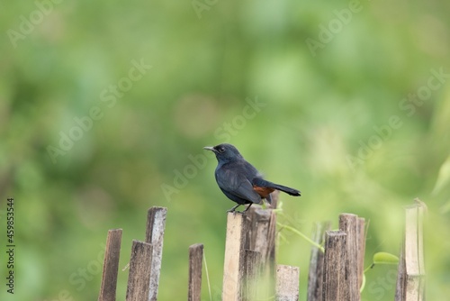 Indian Robin-Male (Copsychus Fullicatus), Bangalore, Karnataka, India