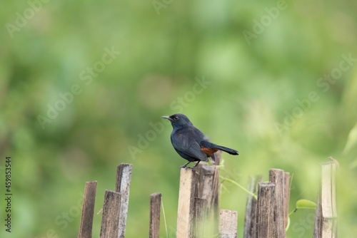 Indian Robin-Male (Copsychus Fullicatus), Bangalore, Karnataka, India © Rathish Veetil