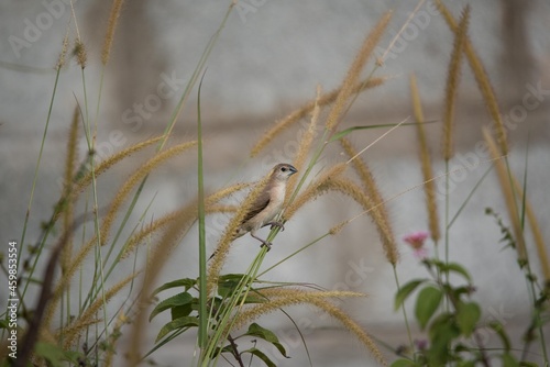 Indian Silverbill (Euodice Malabarica), Feeding, Bangalore, Karnataka, India