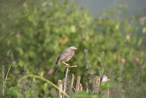 Jungle Babbler (Argya Striata), Bangalore, Karnataka, India