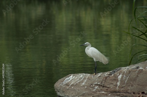 Little Egret (Ergetta Garzetta), Ranganthittu, Mysore, Karnataka, India