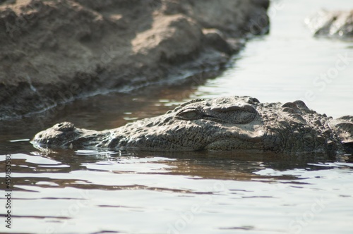 Marsh Crocodile (Crocodylus Palustris), Ranganthittu, Mysore, Karnataka, India