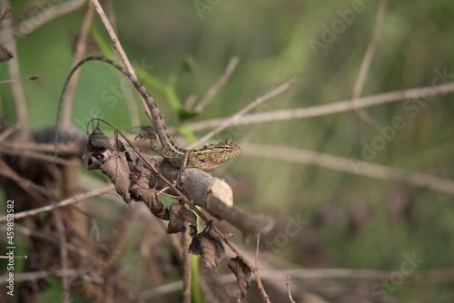 Oriental Garden Lizard (Calotes Versicolor), Bangalore, Karnataka, India © Rathish Veetil