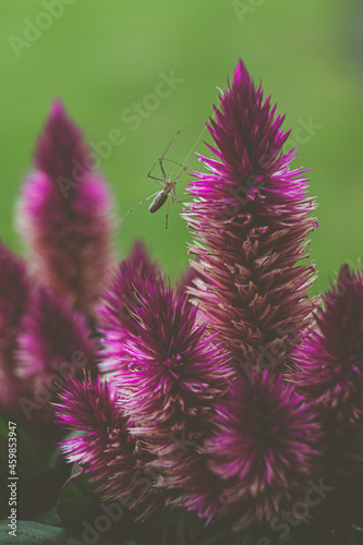 Sommerliche Blumen mit Spinne