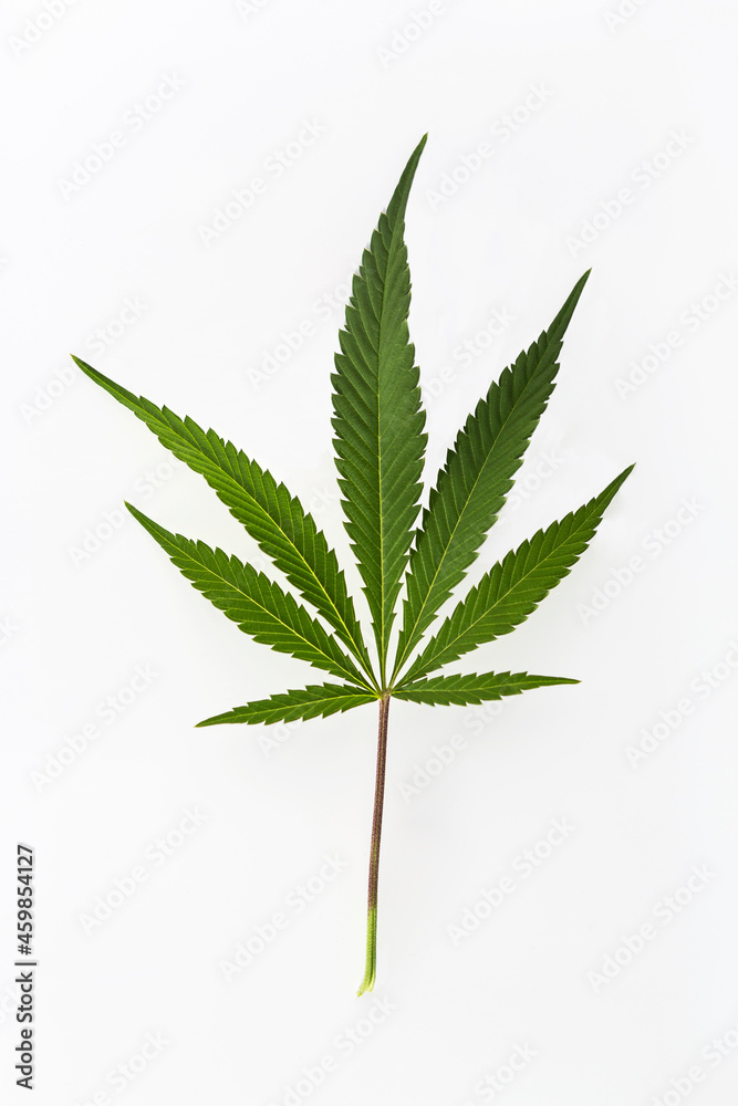 Fototapeta premium Marijuana plants on isolated white background