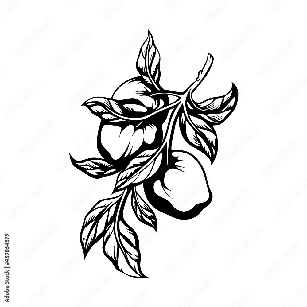 Apple logo design. Apple logo vector illustration Apple logo design. Apple logo vector illustration