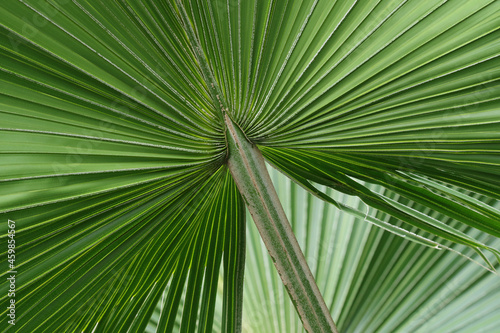Close-up of the green leaves of a palm tree