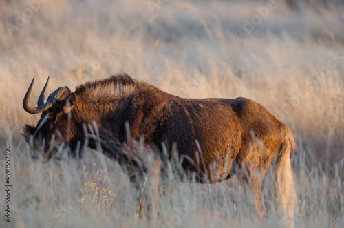 Wilde Tiere  in Südafrika okonjima photo