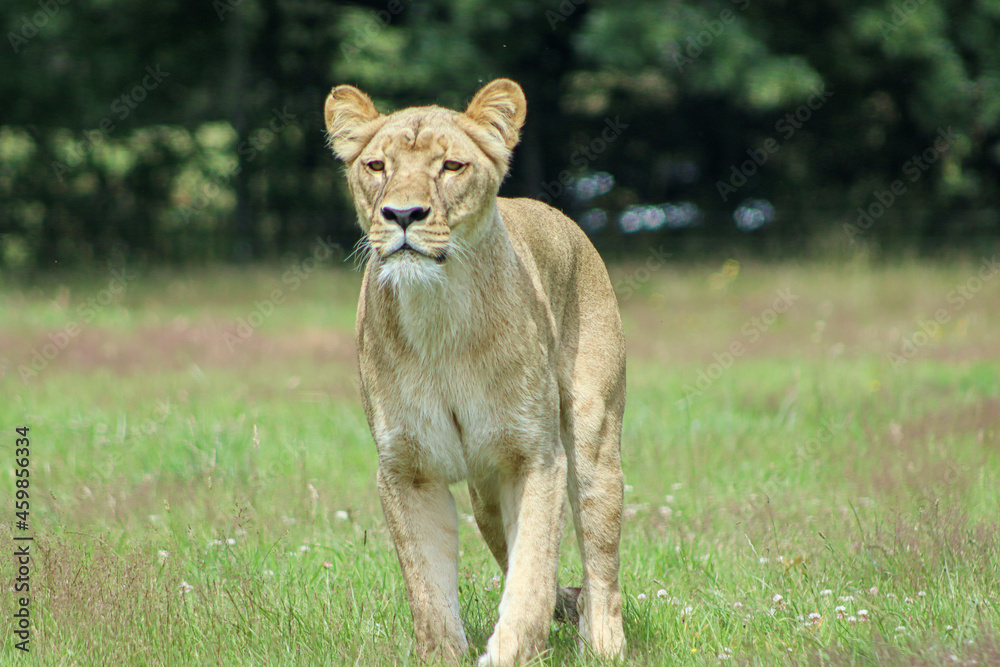 Obraz premium lioness in the grass