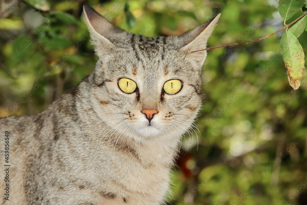 portrait photo of tabby grey Cat looking at the camera with sharp orange colour eyes