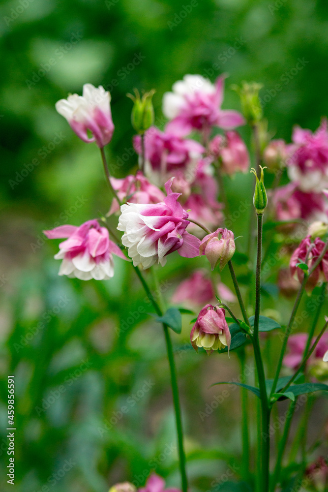 Aquilegia (granny's bonnet, columbine) in the summer garden. White-pink double flowers. Aquilegia (granny's bonnet, columbine) in the summer garden. White-pink double flowers.