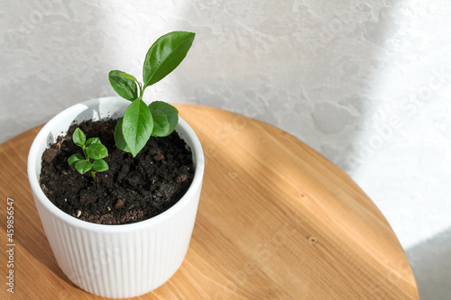 white pot with sprouts of lemons houseplant in the sun on a wooden background. Copy space