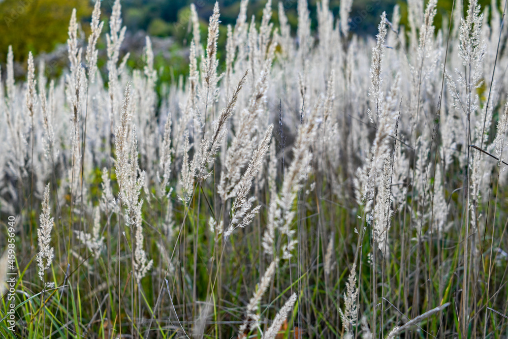 autumn dry grass. reeds. back light falls on the plants. out of focus. autumn dry grass. reeds. back light falls on the plants. out of focus.