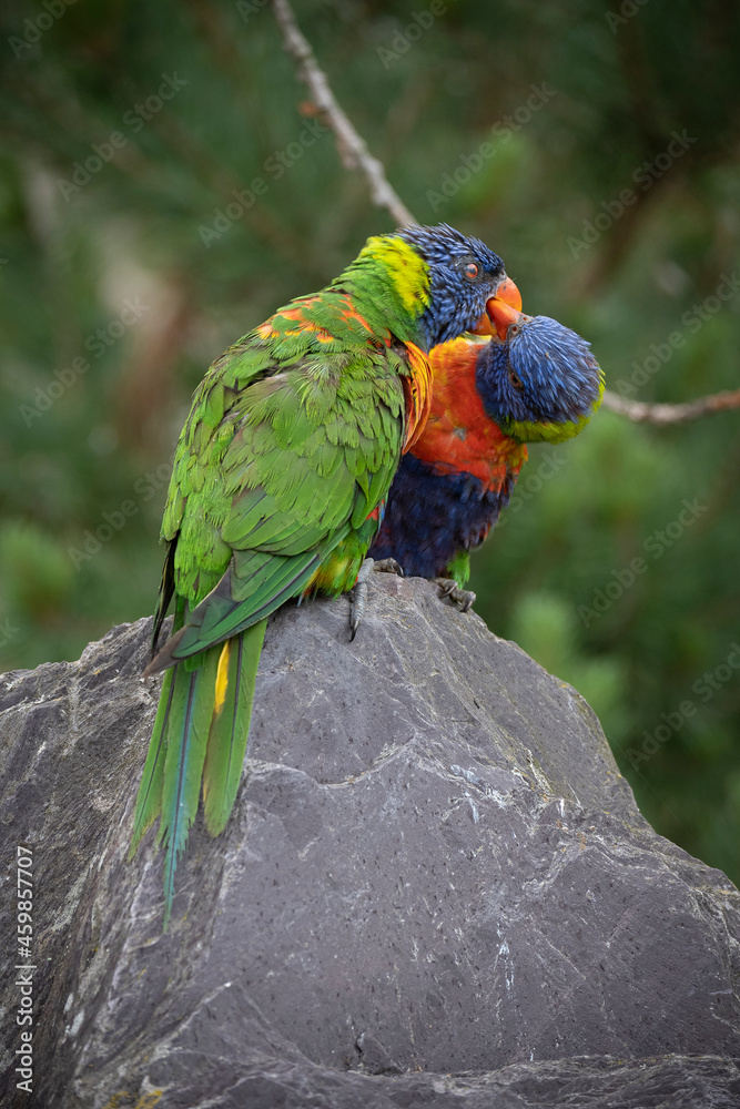 Naklejka premium Rainbow lorikeets