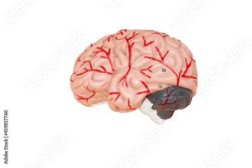 Bilde på lerret human brain isolated on white