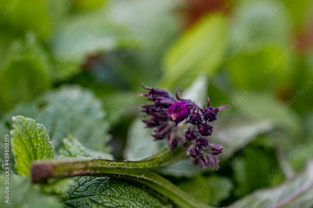 Symphytum officinale flower rowing in field, close up