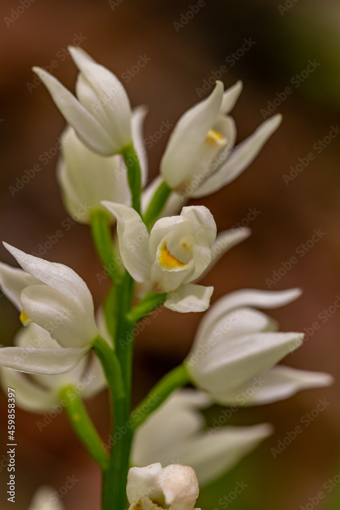 Fototapeta premium Cephalanthera longifolia flower growing in the field, macro