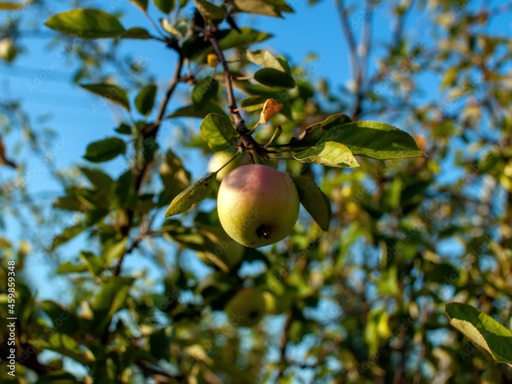 unripe apples on a branch in the garden