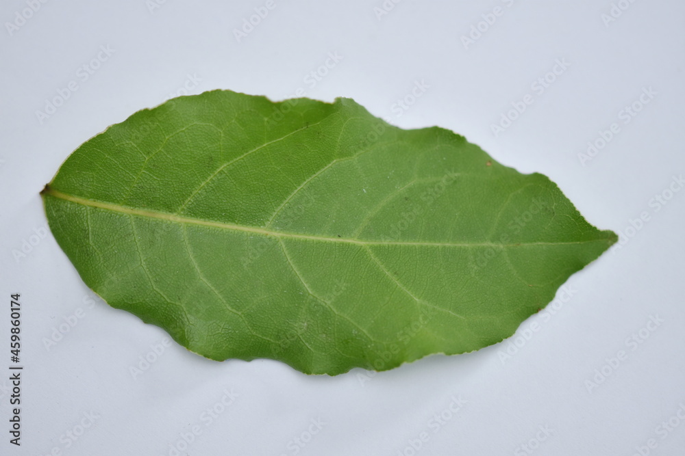 Obraz premium Drying Bay Leaves – How To Do It