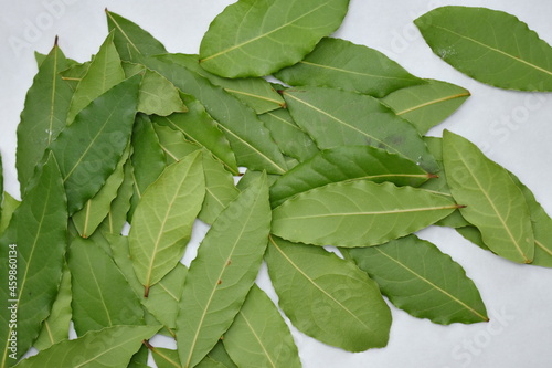 Drying Bay Leaves – How To Do It