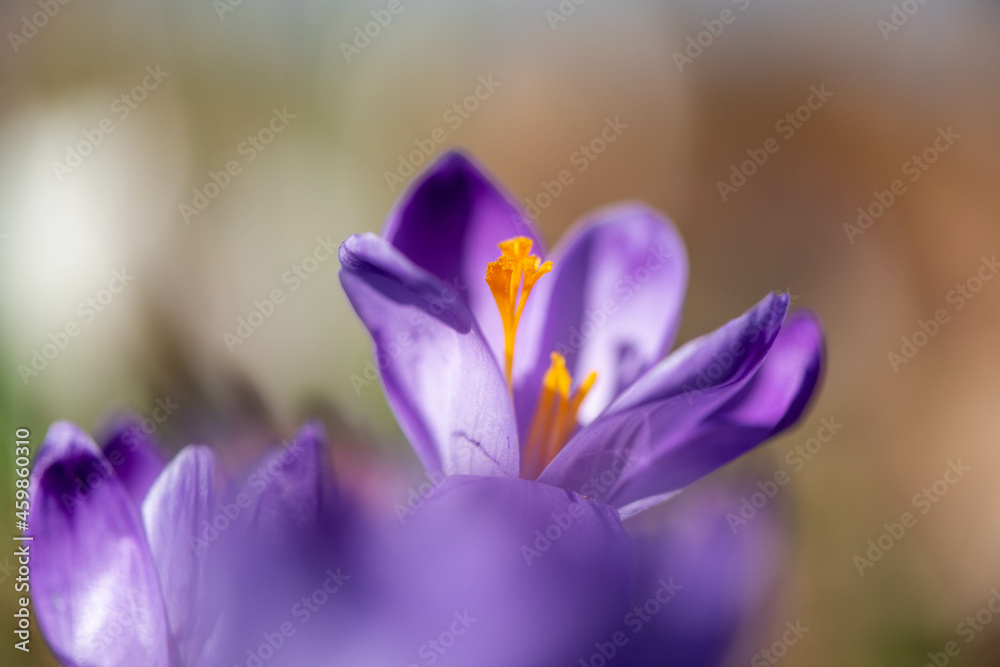 Crocus