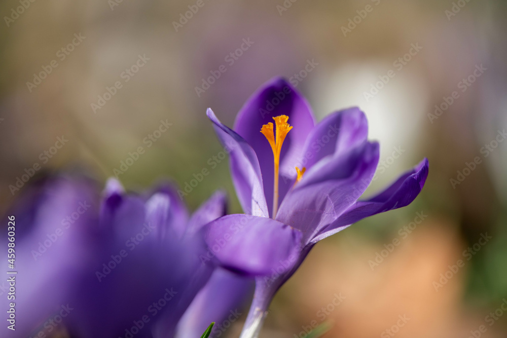 Crocus