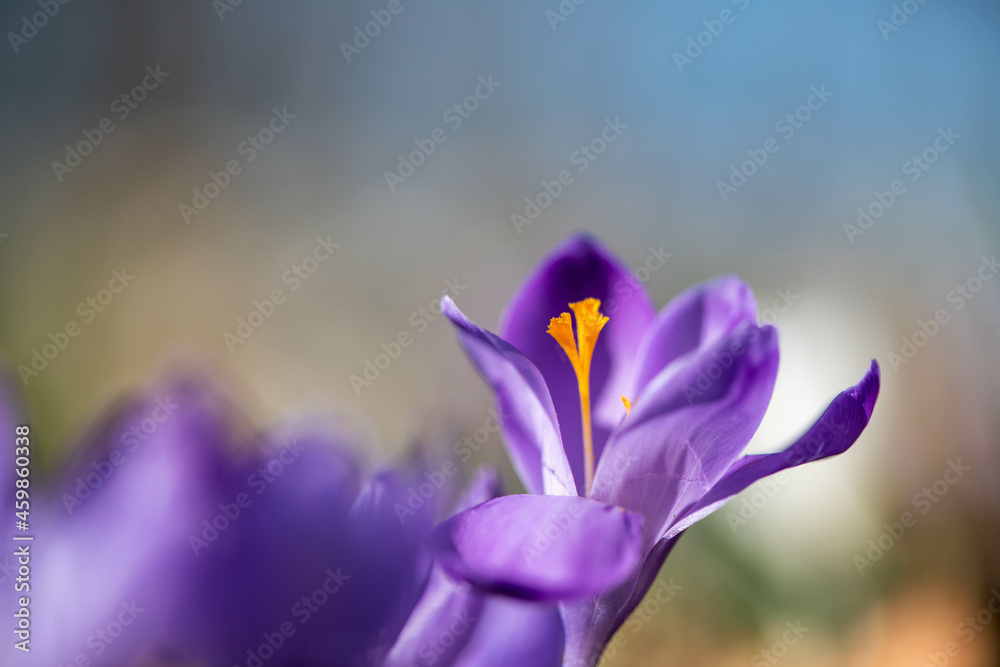 Crocus
