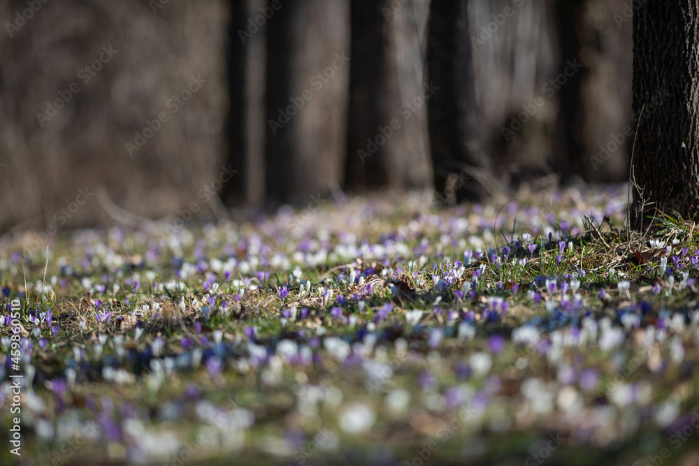 Crocus