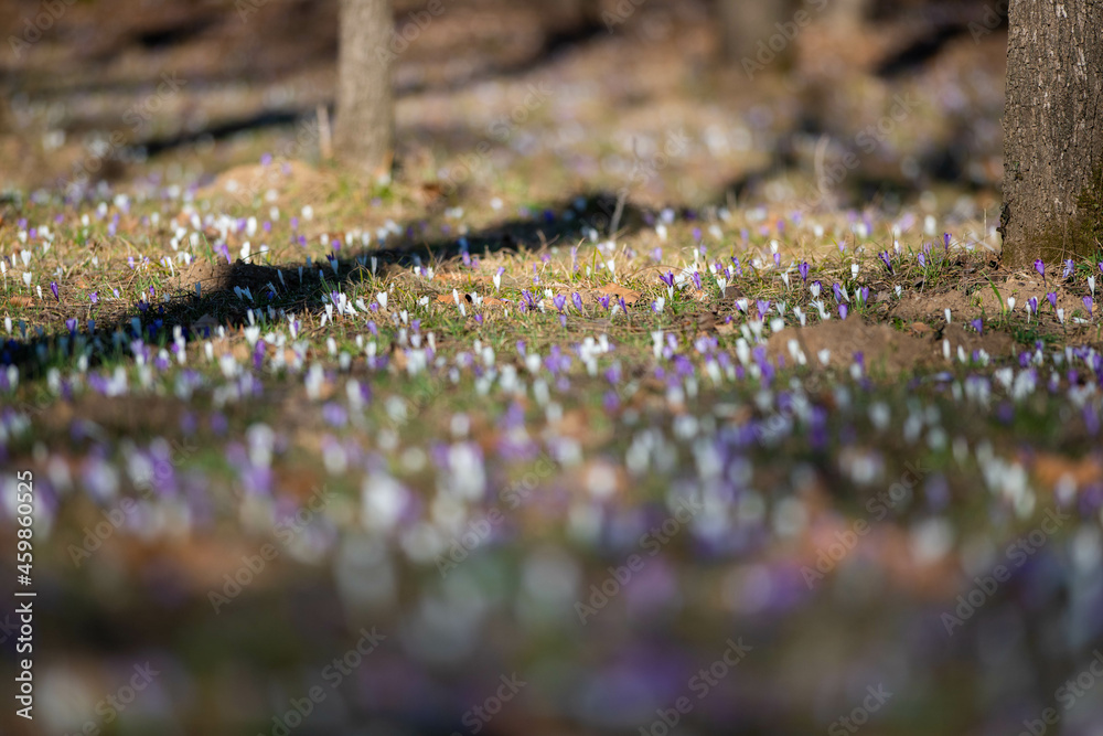 Crocus
