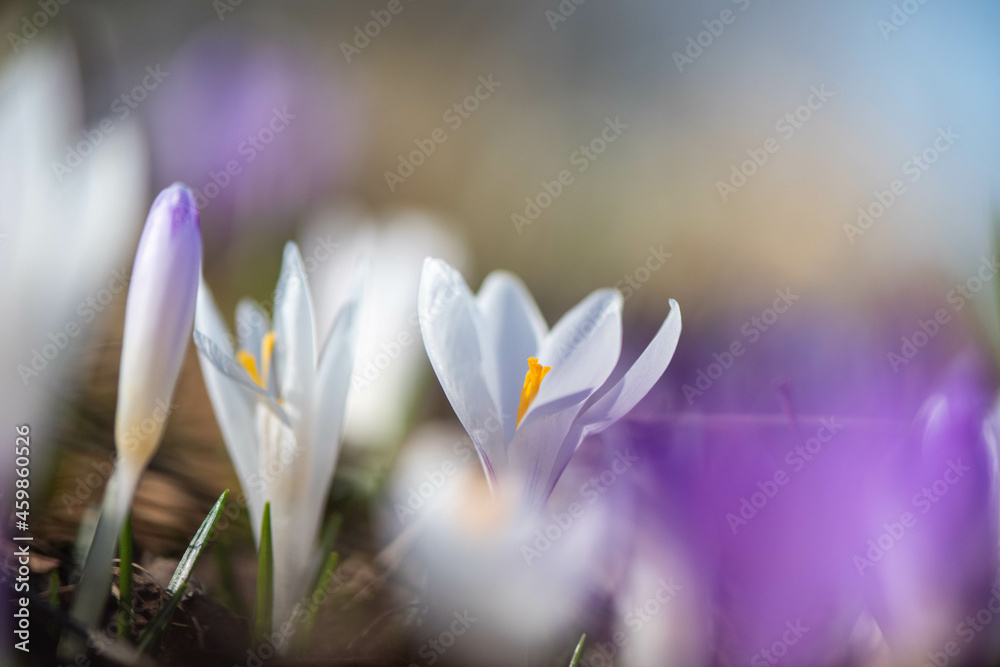 Crocus
