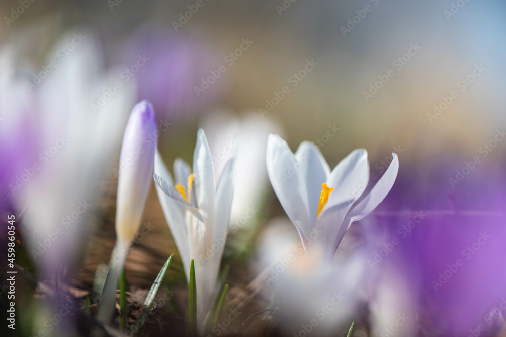 Crocus