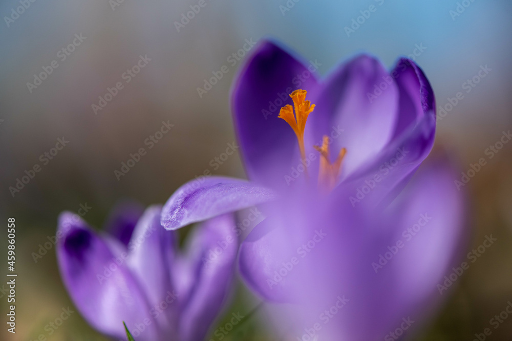Crocus