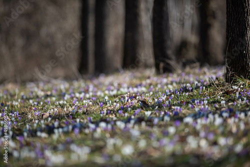 Obraz na płótnie Crocus w salonie