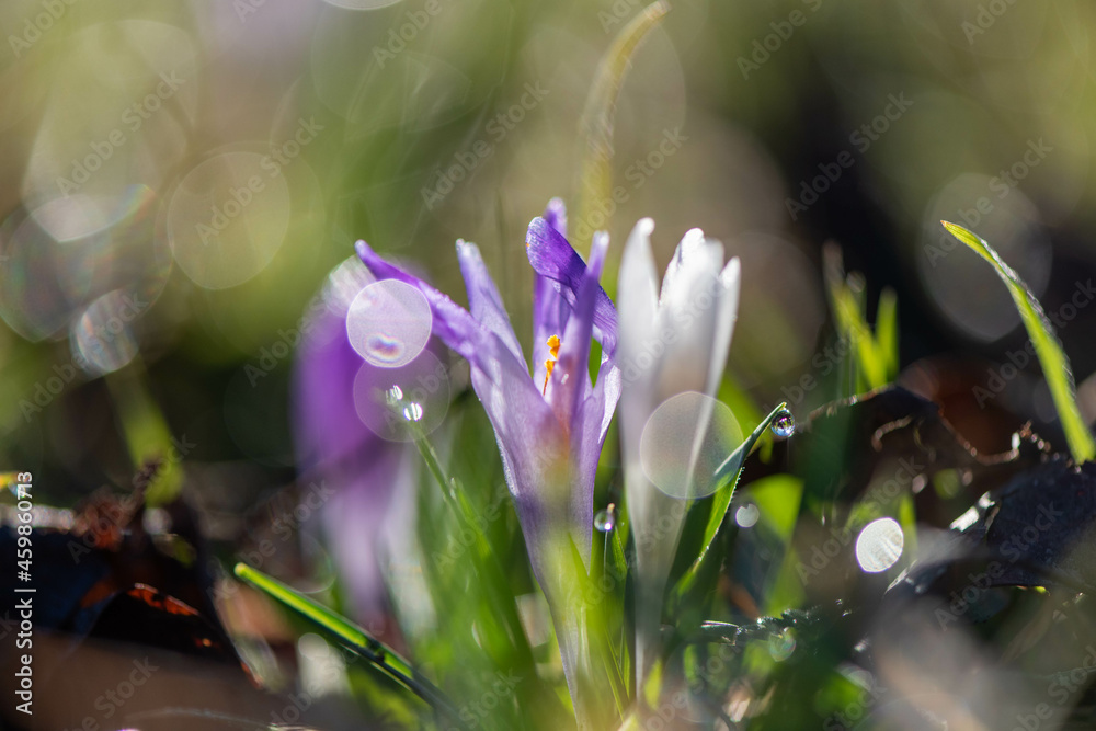 Crocus