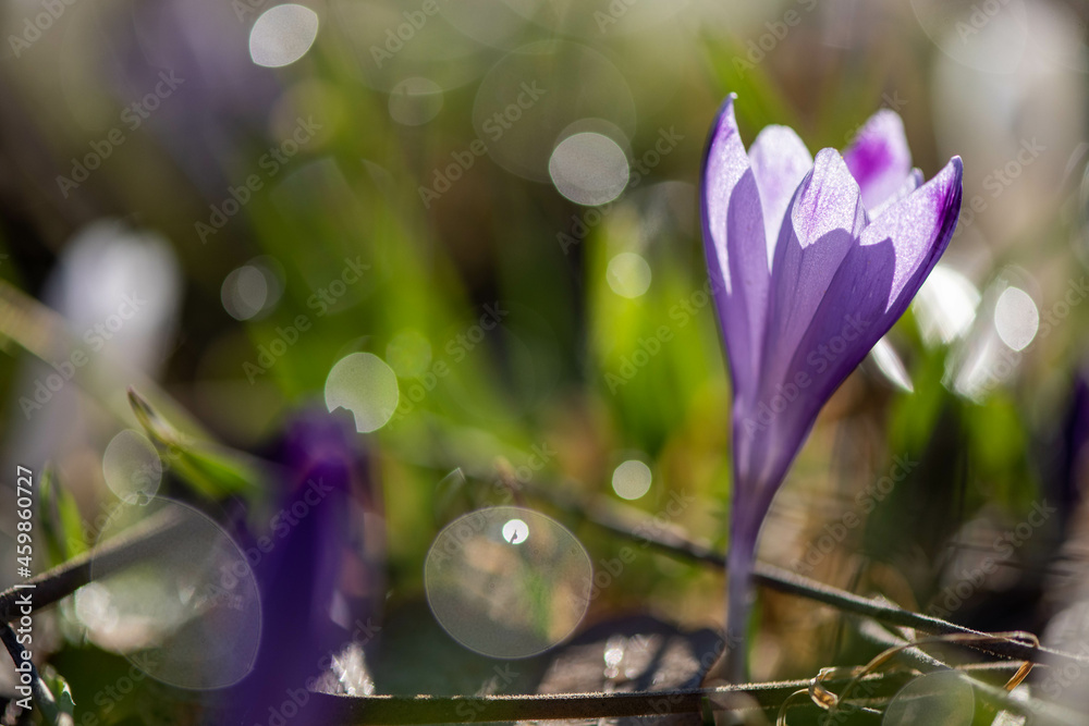 Crocus