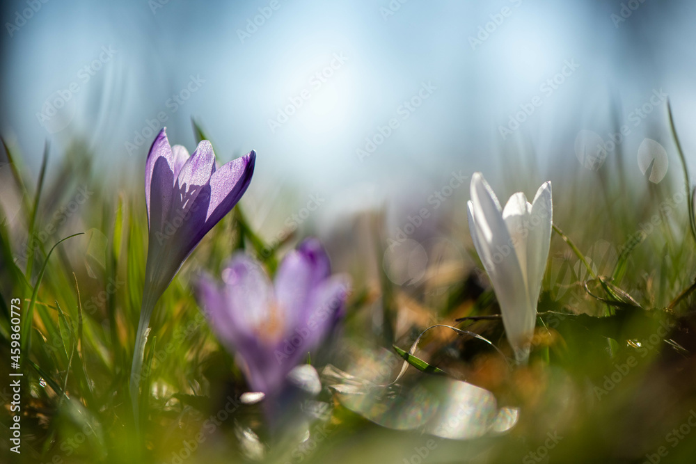 Crocus
