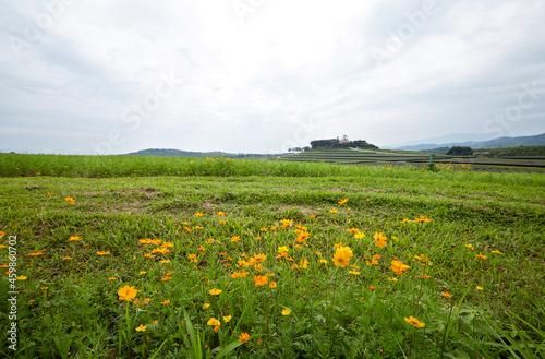 Outdoor meadow background in sunny