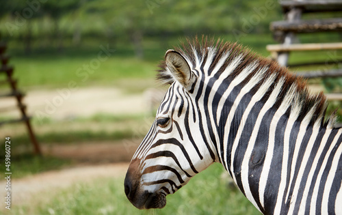 Close-up of zebra in the grass outdoors
