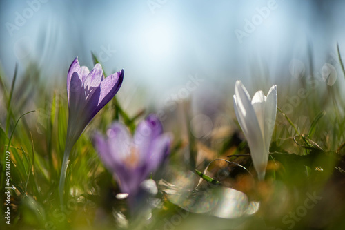 Obraz na płótnie Crocus w salonie