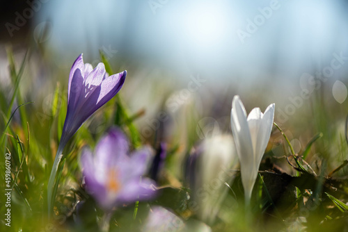 Obraz na płótnie Crocus w salonie