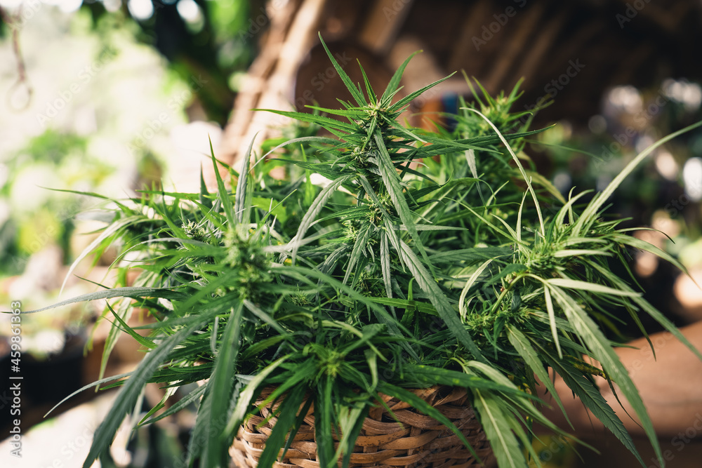 Cannabis sativa plant growing outdoors Cannabis sativa plant growing outdoors