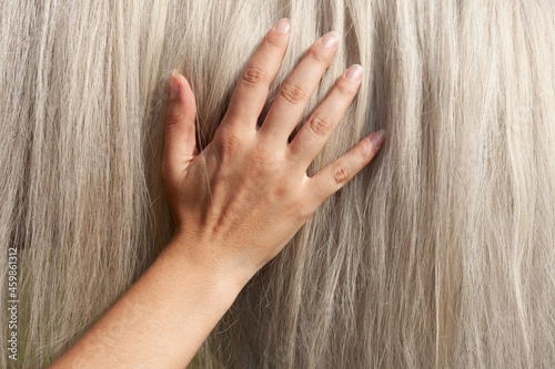 Female hand petting horse with long white mane, close up detail